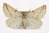  ( - CMAZ-0376)  @14 [ ] CreativeCommons - Attribution (2010) CBG Photography Group Centre for Biodiversity Genomics