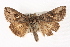  ( - CMAZ-0393)  @14 [ ] CreativeCommons - Attribution (2010) CBG Photography Group Centre for Biodiversity Genomics