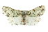  ( - BIOUG02042-A01)  @14 [ ] CreativeCommons - Attribution (2012) CBG Photography Group Centre for Biodiversity Genomics