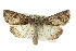  (Anarta mutata - BIOUG02042-A03)  @15 [ ] CreativeCommons - Attribution (2012) CBG Photography Group Centre for Biodiversity Genomics