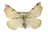  ( - BIOUG02042-A08)  @12 [ ] CreativeCommons - Attribution (2012) CBG Photography Group Centre for Biodiversity Genomics