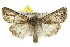  ( - BIOUG02042-C12)  @14 [ ] CreativeCommons - Attribution (2012) CBG Photography Group Centre for Biodiversity Genomics