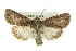  ( - BIOUG02042-D02)  @14 [ ] CreativeCommons - Attribution (2012) CBG Photography Group Centre for Biodiversity Genomics