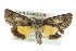  ( - BIOUG02042-E03)  @14 [ ] CreativeCommons - Attribution (2012) CBG Photography Group Centre for Biodiversity Genomics
