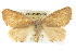  ( - BIOUG02042-F06)  @14 [ ] CreativeCommons - Attribution (2012) CBG Photography Group Centre for Biodiversity Genomics