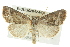  (Ogdoconta moreno - BIOUG02042-H09)  @15 [ ] CreativeCommons - Attribution (2012) CBG Photography Group Centre for Biodiversity Genomics