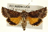  ( - BIOUG02043-A08)  @12 [ ] CreativeCommons - Attribution (2012) CBG Photography Group Centre for Biodiversity Genomics