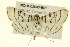  ( - BIOUG02043-B01)  @13 [ ] CreativeCommons - Attribution (2012) CBG Photography Group Centre for Biodiversity Genomics