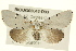  ( - BIOUG02043-D03)  @13 [ ] CreativeCommons - Attribution (2012) CBG Photography Group Centre for Biodiversity Genomics