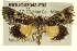  ( - BIOUG02043-F02)  @13 [ ] CreativeCommons - Attribution (2012) CBG Photography Group Centre for Biodiversity Genomics