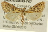  (Daulia arizonensis - BIOUG02043-F07)  @14 [ ] CreativeCommons - Attribution (2012) CBG Photography Group Centre for Biodiversity Genomics