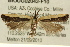  ( - BIOUG02043-F10)  @13 [ ] CreativeCommons - Attribution (2012) CBG Photography Group Centre for Biodiversity Genomics