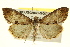  ( - BIOUG02043-G09)  @14 [ ] CreativeCommons - Attribution (2012) CBG Photography Group Centre for Biodiversity Genomics