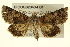  ( - BIOUG02043-H01)  @14 [ ] CreativeCommons - Attribution (2012) CBG Photography Group Centre for Biodiversity Genomics