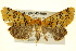  ( - BIOUG02043-H08)  @14 [ ] CreativeCommons - Attribution (2012) CBG Photography Group Centre for Biodiversity Genomics