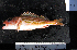 ( - BKO-1)  @11 [ ] No Rights Reserved (2009) Unspecified Coastal Marine Biolabs