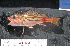  ( - GSV-2)  @11 [ ] No Rights Reserved (2009) Unspecified Coastal Marine Biolabs