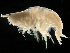  (Foxiphalus - MBI-SCCWRP-00121)  @11 [ ] CreativeCommons - Attribution Non-Commercial (2011) Southern California Coastal Water Research Southern California Coastal Water Research
