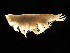  (Harpiniinae - MBI-SCCWRP-00127)  @13 [ ] CreativeCommons - Attribution Non-Commercial (2011) Southern California Coastal Water Research Southern California Coastal Water Research