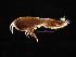  (Idunellinae - MBI-SCCWRP-00133)  @13 [ ] CreativeCommons - Attribution Non-Commercial (2011) Southern California Coastal Water Research Southern California Coastal Water Research