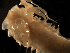  (Amage anops - MBI-SCCWRP-00143)  @11 [ ] CreativeCommons - Attribution Non-Commercial (2011) Southern California Coastal Water Research Southern California Coastal Water Research
