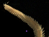  (Nereis sp. A - MBI-SCCWRP-00245)  @11 [ ] CreativeCommons - Attribution Non-Commercial (2011) Southern California Coastal Water Research Southern California Coastal Water Research