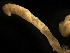  (Notomastus sp. A - MBI-SCCWRP-00247)  @11 [ ] CreativeCommons - Attribution Non-Commercial (2011) Southern California Coastal Water Research Southern California Coastal Water Research