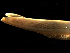  ( - MBI-SCCWRP-00251)  @11 [ ] CreativeCommons - Attribution Non-Commercial (2011) Southern California Coastal Water Research Southern California Coastal Water Research