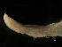  ( - MBI-SCCWRP-00253)  @11 [ ] CreativeCommons - Attribution Non-Commercial (2011) Southern California Coastal Water Research Southern California Coastal Water Research