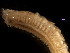  (Sthenelais - MBI-SCCWRP-00304)  @13 [ ] CreativeCommons - Attribution Non-Commercial (2011) Southern California Coastal Water Research Southern California Coastal Water Research