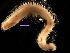 (Sthenelanella - MBI-SCCWRP-00308)  @13 [ ] CreativeCommons - Attribution Non-Commercial (2011) Southern California Coastal Water Research Southern California Coastal Water Research