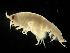  (Anonyx lilljeborgi - MBI-SCCWRP-00603)  @14 [ ] CreativeCommons - Attribution Non-Commercial (2012) Southern California Coastal Water Research Southern California Coastal Water Research