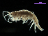  ( - MBI-SCCWRP-00605)  @11 [ ] CreativeCommons - Attribution Non-Commercial (2012) Southern California Coastal Water Research Southern California Coastal Water Research