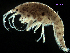  ( - MBI-SCCWRP-00606)  @11 [ ] CreativeCommons - Attribution Non-Commercial (2012) Southern California Coastal Water Research Southern California Coastal Water Research