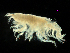  (Cephalophoxoides - MBI-SCCWRP-00628)  @11 [ ] CreativeCommons - Attribution Non-Commercial (2012) Southern California Coastal Water Research Southern California Coastal Water Research