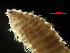  (Nephtys ferruginea - MBI-SCCWRP-00657)  @11 [ ] CreativeCommons - Attribution Non-Commercial (2013) Southern California Coastal Water Research Project Southern California Coastal Water Research