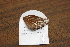  (Memphis phantes phantes - FLMNH-05032)  @12 [ ] CreativeCommons - Attribution Non-Commercial Share-Alike (2011) Fernando M. S. Dias McGuire Center for Lepidoptera and Biodiversity - UF