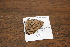  (Memphis philumena philumena - FLMNH-05041)  @12 [ ] CreativeCommons - Attribution Non-Commercial Share-Alike (2011) Fernando M. S. Dias McGuire Center for Lepidoptera and Biodiversity - UF