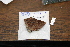  ( - FLMNH-05081)  @12 [ ] CreativeCommons - Attribution Non-Commercial Share-Alike (2011) Fernando M. S. Dias McGuire Center for Lepidoptera and Biodiversity - UF