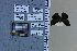  (Staphylus balsa - JRAL-COI-18)  @11 [ ] CreativeCommons  Attribution Non-Commercial (by-nc) (2021) Unspecified McGuire Center for Lepidoptera and Biodiversity, Florida Museum of Natural History, University of Florida