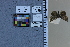 ( - JRAL-COI-36)  @11 [ ] CreativeCommons  Attribution Non-Commercial (by-nc) (2021) Unspecified McGuire Center for Lepidoptera and Biodiversity, Florida Museum of Natural History, University of Florida