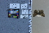  ( - JRAL-COI-36)  @11 [ ] CreativeCommons  Attribution Non-Commercial (by-nc) (2021) Unspecified McGuire Center for Lepidoptera and Biodiversity, Florida Museum of Natural History, University of Florida