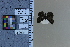  ( - JRAL-COI-37)  @11 [ ] CreativeCommons  Attribution Non-Commercial (by-nc) (2021) Unspecified McGuire Center for Lepidoptera and Biodiversity, Florida Museum of Natural History, University of Florida