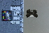  ( - JRAL-COI-37)  @11 [ ] CreativeCommons  Attribution Non-Commercial (by-nc) (2021) Unspecified McGuire Center for Lepidoptera and Biodiversity, Florida Museum of Natural History, University of Florida
