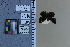  ( - JRAL-COI-38)  @11 [ ] CreativeCommons  Attribution Non-Commercial (by-nc) (2021) Unspecified McGuire Center for Lepidoptera and Biodiversity, Florida Museum of Natural History, University of Florida