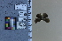  ( - JRAL-COI-38)  @11 [ ] CreativeCommons  Attribution Non-Commercial (by-nc) (2021) Unspecified McGuire Center for Lepidoptera and Biodiversity, Florida Museum of Natural History, University of Florida