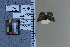 ( - JRAL-COI-40)  @11 [ ] CreativeCommons  Attribution Non-Commercial (by-nc) (2021) Unspecified McGuire Center for Lepidoptera and Biodiversity, Florida Museum of Natural History, University of Florida