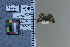  ( - JRAL-COI-40)  @11 [ ] CreativeCommons  Attribution Non-Commercial (by-nc) (2021) Unspecified McGuire Center for Lepidoptera and Biodiversity, Florida Museum of Natural History, University of Florida