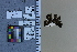 ( - JRAL-COI-45)  @11 [ ] CreativeCommons  Attribution Non-Commercial (by-nc) (2021) Unspecified McGuire Center for Lepidoptera and Biodiversity, Florida Museum of Natural History, University of Florida