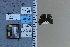  (Staphylus unicornis - JRAL-COI-50)  @11 [ ] CreativeCommons  Attribution Non-Commercial (by-nc) (2021) Unspecified McGuire Center for Lepidoptera and Biodiversity, Florida Museum of Natural History, University of Florida